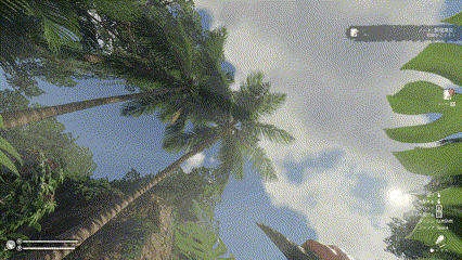 ヤシの木からココナッツを落とす方法